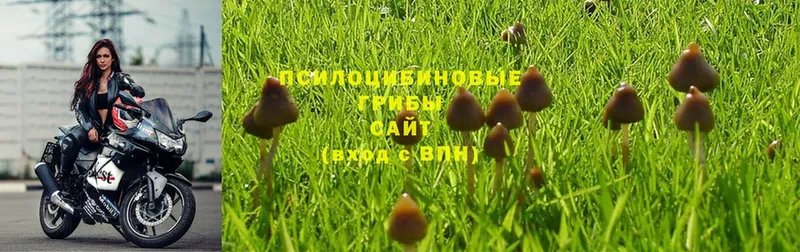 Галлюциногенные грибы Psilocybe  Грязовец 